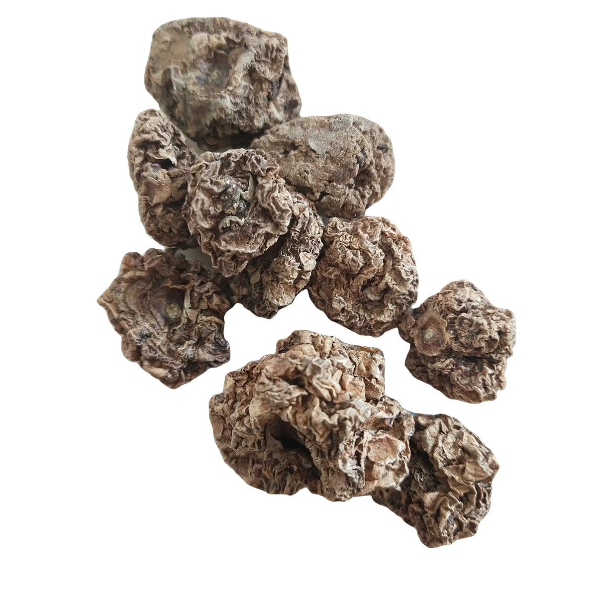 Chong Ying Guo Whole Dried Natural Raw Actinidia Polygama Fruits for Cat Playing Toy MegaBDM