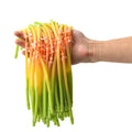 Piaoyu Fishing Dart Sling3060 Rubber Band Used for Catching Fishing Slingshot Latex Rubber for Outdoor Hunting Shooting