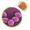 Food Grade 100% Active Yeast Saccharomyces Boulardii Powder S.boulardii 20B Cfu/g Probiotic for Diarrhea