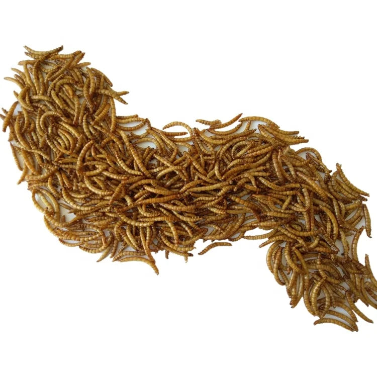 High Protein Dried Mealworms and Dried Tenebrio Larvae From Vietnam for Horse Pig Fish Dog Use