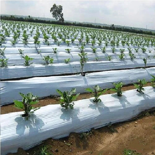 Perforated Plastic UV PE Mulch Film with PC Sheet Size Small for Vegetable Planting MegaBDM