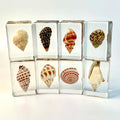 Ocean Animal in Resin Specimen Sea Snail Collection Paperweights Real Conch Preserved in Resin Crafts for Home Decoration