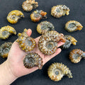 Wholesale Ammonite Snail Conch Fossil Natural Ammonite Fossil