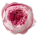 David Austin Roses Real Fresh Preserved Flower 8 Pcs Box Order 4 - 5 cm Everlasting Valentine Flower Gift Preserved Roses