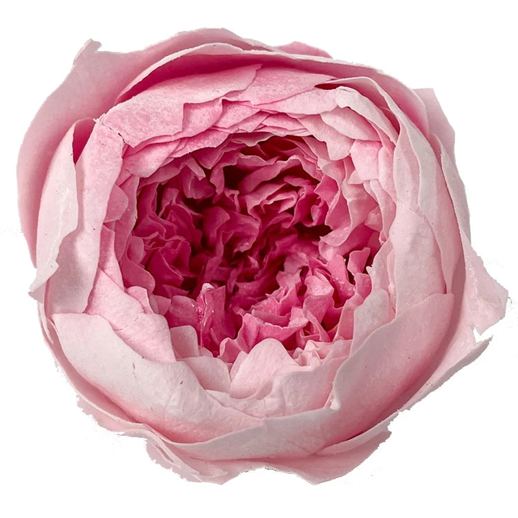 David Austin Roses Real Fresh Preserved Flower 8 Pcs Box Order 4 - 5 cm Everlasting Valentine Flower Gift Preserved Roses