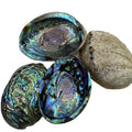 Wholesale Price Natural Polished Abalone Shell Natural Crystal Craft Seashell Raw Pearl Shell Base