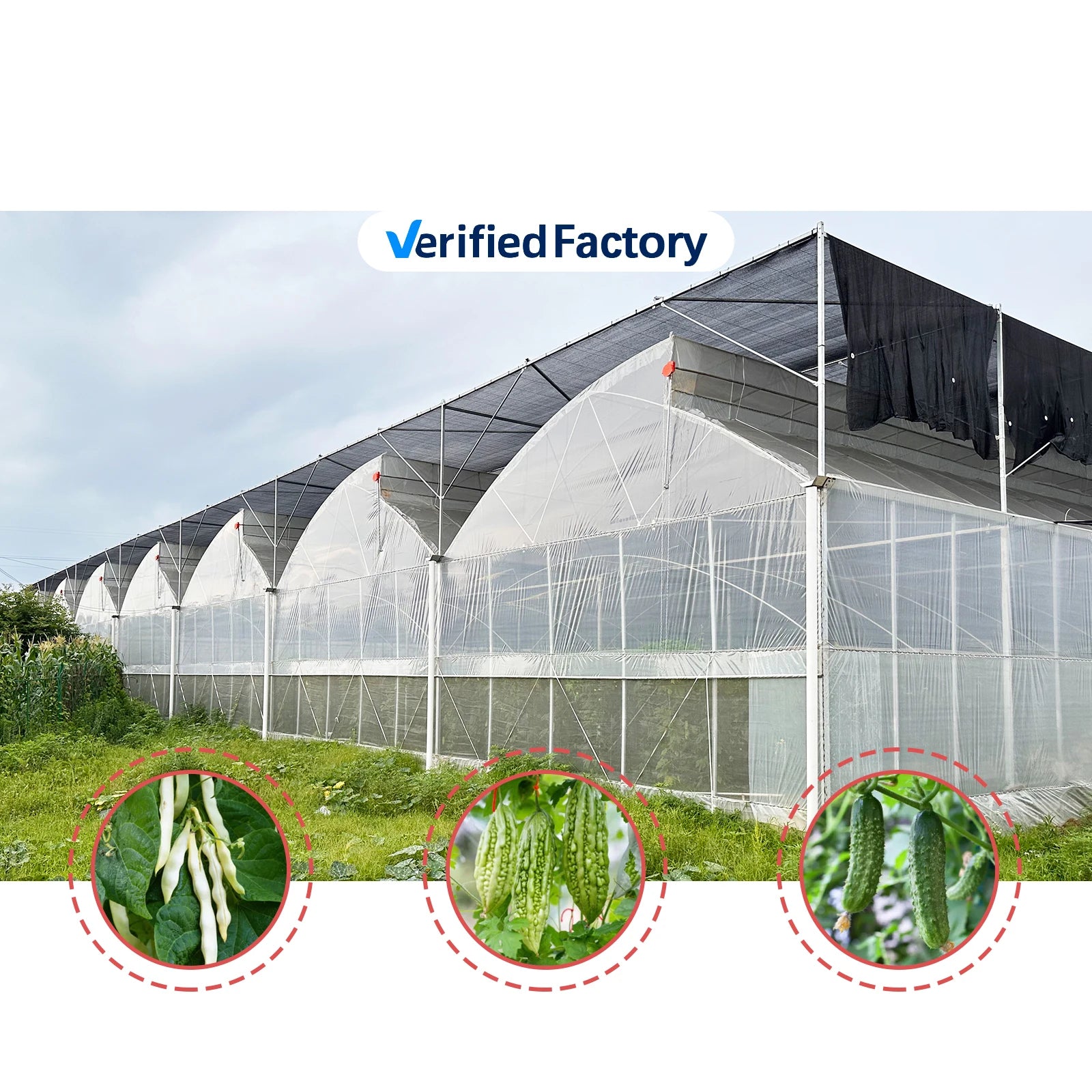 Large PE Double Layer Fully Automated Ventilation Sawtooth Roof Greenhouse Kit for Tropical Growing in Hot Weather