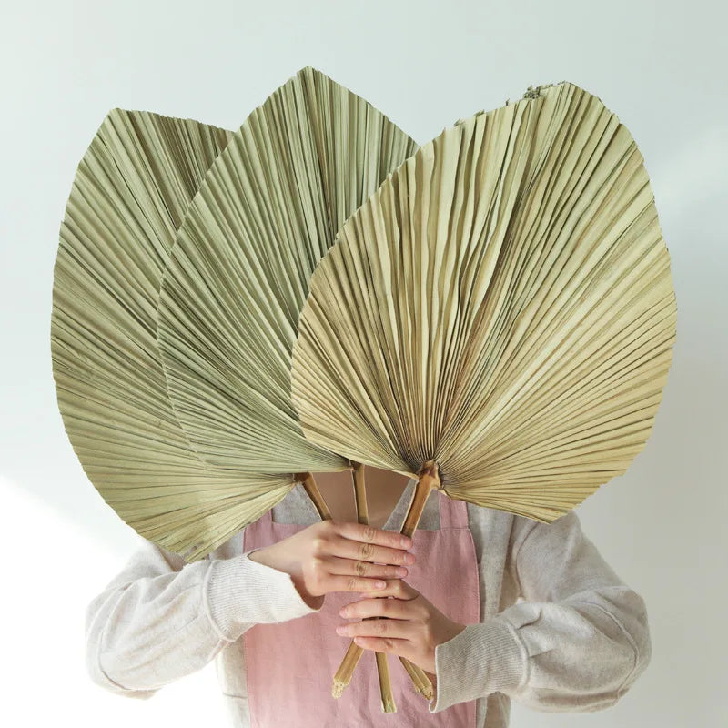 New Hot Sale Wedding Flower Decoration Dried Palm-leaf Customize Size  Dry Flowers Palm Leaf Fan