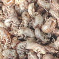 Chan Tui Herb Whole Cryptotympana Pustulata Shells PERIOSTRACUM CICADAE for Sale