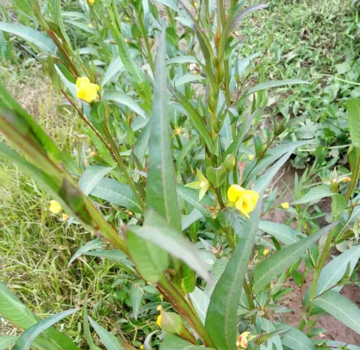 Natural Ludwigia Prostrata Whole Plants Dried Ludwigia Prostrata Aboveground Parts for Sale