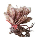 20pcs Natural Raw Dried 100% Pure Epiphyllum Oxypetalum Dried Whole Nishagandhi Flowers