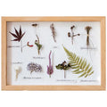 JUNJI Wooden Specimen Box Preserving Memories Avid Collector of Seashells or Pressed Flowers to Design Display Wall