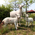Africa Safari Animals Sheep Decor/ Life Size Real Sheep Decorations/ Safari Animals Sheep Statue for Rental
