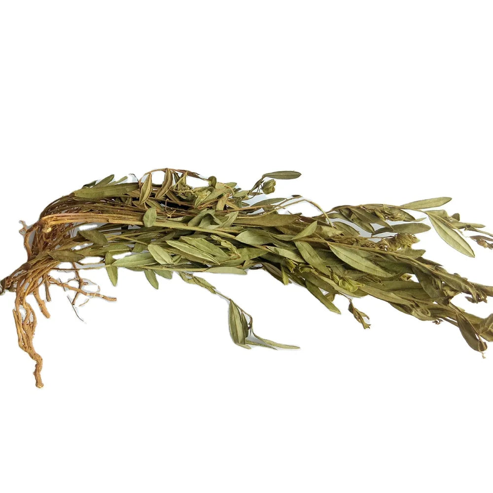 Premium Dried Whole Polygala Japonica Cuts Japanese Milkwort Herb for Sale