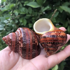 Seashell Brown Sea Shells 1.75