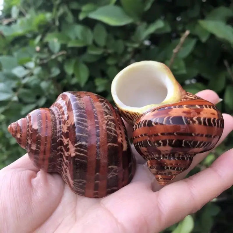Seashell Brown Sea Shells 1.75"-2" Opening Size Approx. 1" Petholatus Turbo Shells Conch