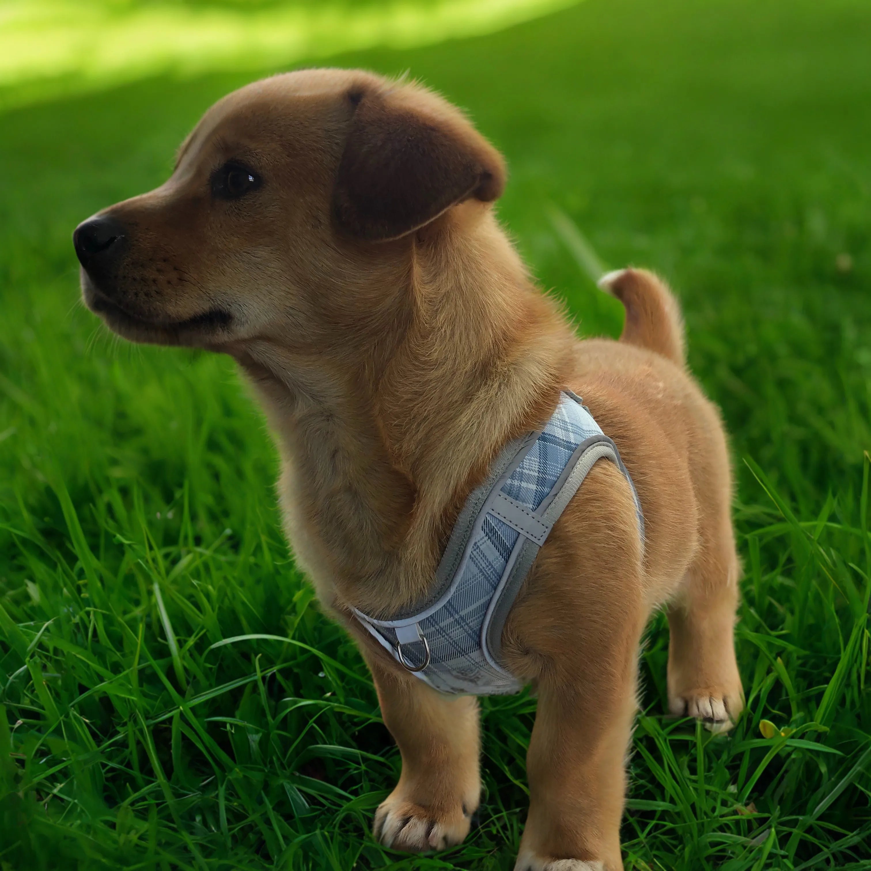 OEM Customizable Waterproof Dog Training Vest Pet Harnesses for Handlers with Custom Pattern