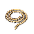 Hip Hop Fashion Men's Necklace Jewelry 18K Gold Plated Stainless Steel Dragon Necklace for Man