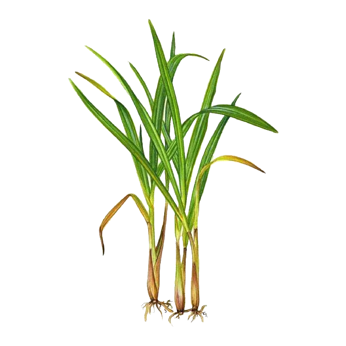 Premium Lemon Grass Essential Oil for Bug | West Indian Lemongrass Oil 10mL - 100 Pure Natural Cymbopogon Citratus Plant Extract