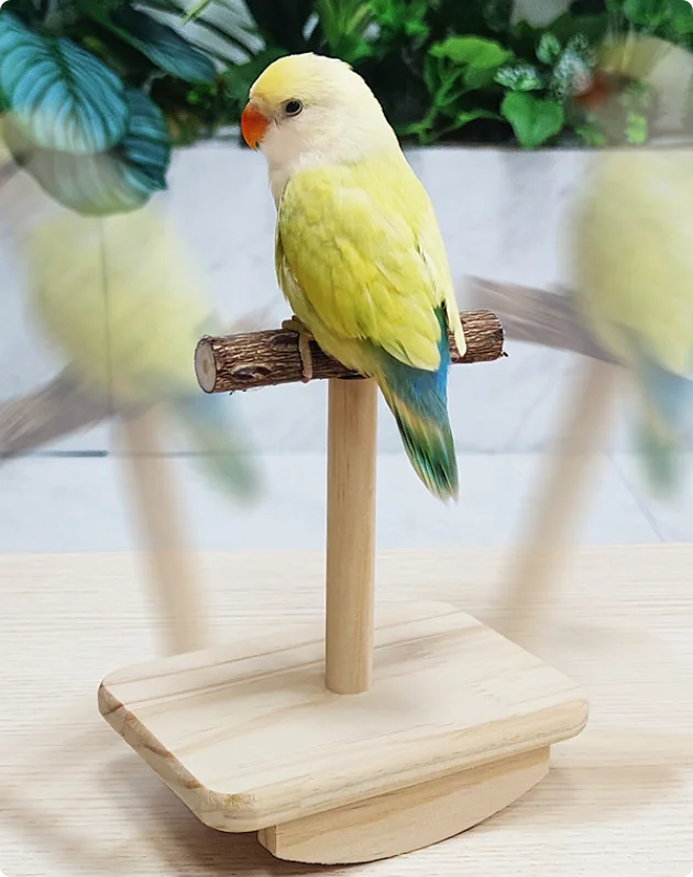 Wholesale Eco-Friendly Wooden Bird Stand Perch Toy Interactive Swing Toy for Parakeets