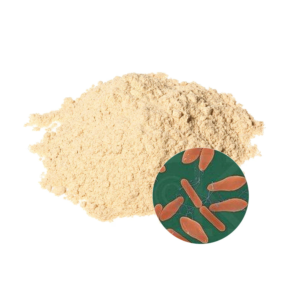 High Purity 90% Clostridium Butyricum Herbal Supplements for Adult Energy Digestion Support Feed Grade Powder ISO9001 Certified
