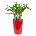 Decorative Indoor Desktop Maceta De Plastico Plastic Flower Pot Orchid Succulent Planter Flower Pot