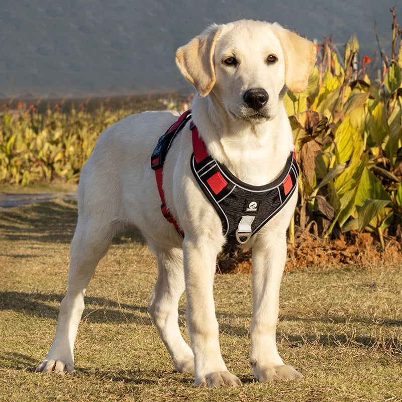 Wear Resistance Personalized Dog Harness Dog Y Harness Glowing at Night High End Dog Harness