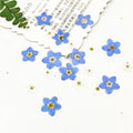 Y-E011 Floral Resin Forget Me Not Pressed Flower Dried Pressed Flowers for Jewelry Resin Nail Art Decoration