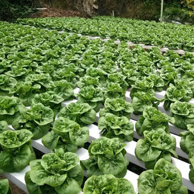 Agriculture Vertical Hydroponics Systems Farm Agriculture Nft Hydroponic Channel