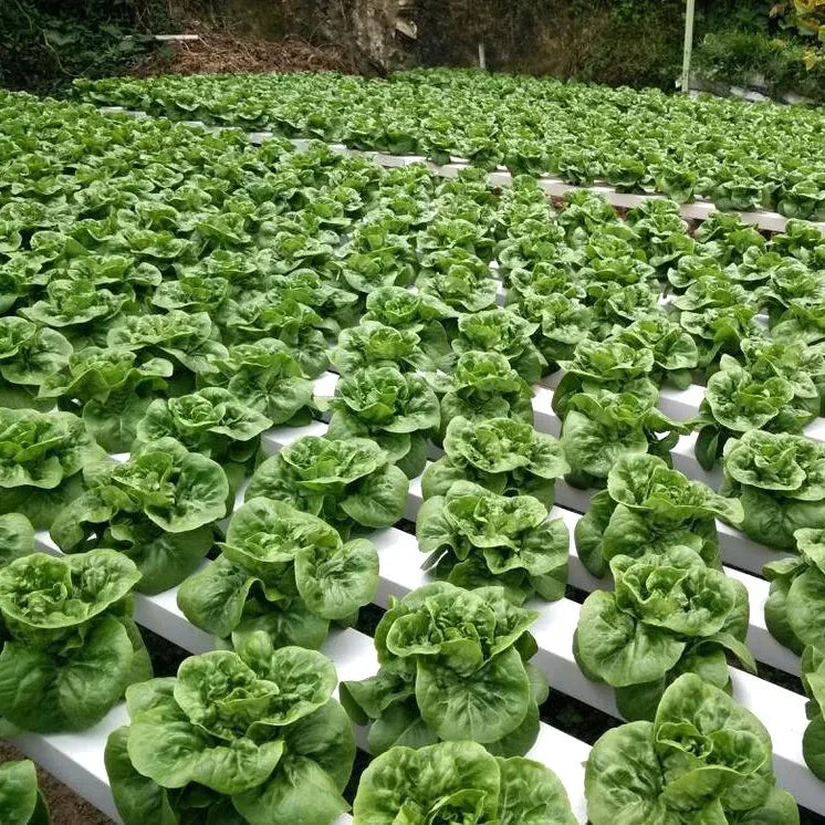 Agriculture Vertical Hydroponics Systems Farm Agriculture Nft Hydroponic Channel