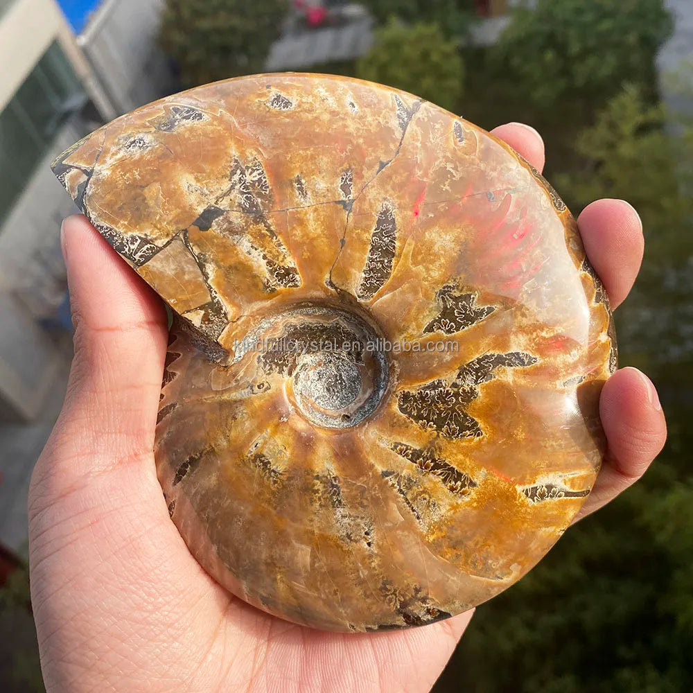 Natural Gemstone Raw Crystal Specimen Sea Snail Fossil Ammonite