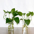 Transparent Glass Pots for Succulent Plants square Glass Vase for Desk Flower