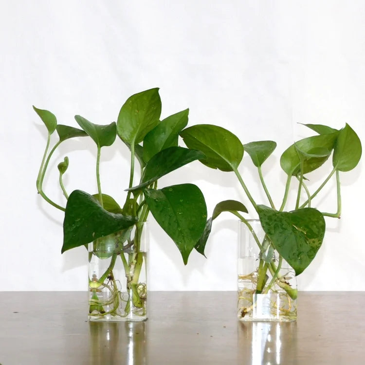 Transparent Glass Pots for Succulent Plants square Glass Vase for Desk Flower