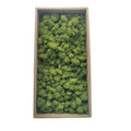 High Quality Dry Moss Plant Natural Green Real Moss Wall Art Stabilized Preserved Reindeer Moss for Wall Decor