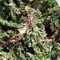 Herbal Plant Dried Snakefoot Clubmoss Wild All-grass of Snakefoot Clubmoss for Sale