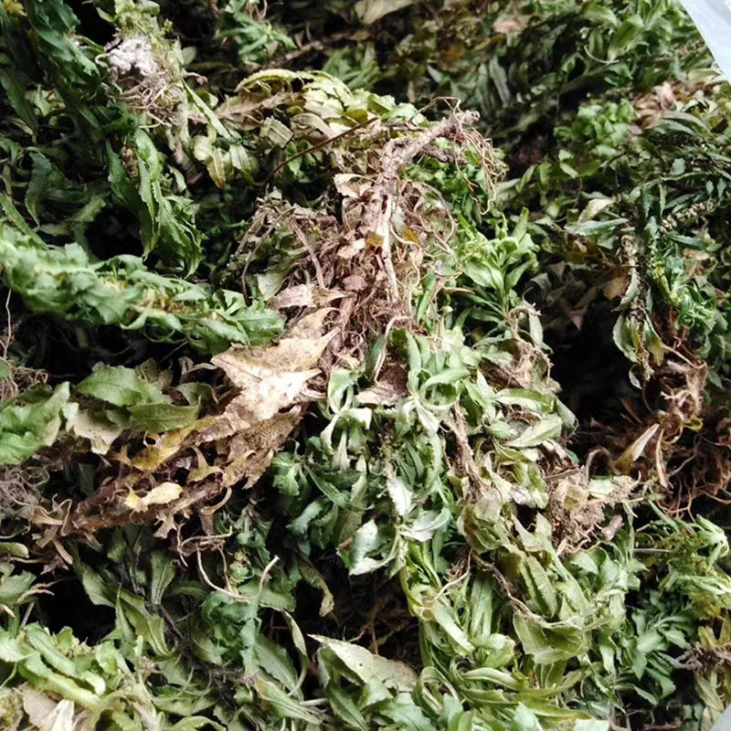 Herbal Plant Dried Snakefoot Clubmoss Wild All-grass of Snakefoot Clubmoss for Sale