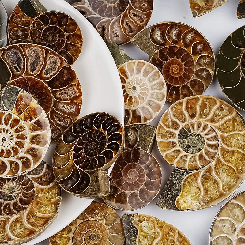 Wholesale Conch Fossils Slice Ammonite Fossil Stone Snail Conch Fossil Specimen Slice