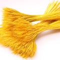 O-X132 100 Stems Dried Wheat Stalks Golden Natural Bundle Decorative Dried Wheat Flower Bouquet Real Plant Natural Wheat Ears