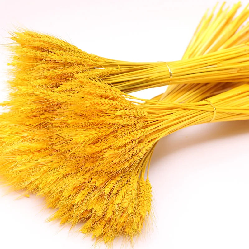 O-X132 100 Stems Dried Wheat Stalks Golden Natural Bundle Decorative Dried Wheat Flower Bouquet Real Plant Natural Wheat Ears