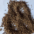 Premium Raw Dried Kochia Scoparia Fruit FRUCTUS KOCHIAE for Sale