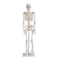 High Quality 85cm Educational Medical Anatomy Human Plastic Skeleton Model Human Bone Model