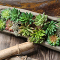 L06164 Wholesale Small Office Desk Home Decoration Artificial Flower Succulent Plants Artificial Plastic Succulents
