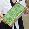 Feiliya 500g Pole Green Plants Lichens Stabilized Long Lasting Decorative Preserved Moss for Home Decoration
