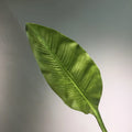 Qq338 Wholesale Good Quality Real Touch Artificial Taro Leaf Single Branch Greenery Plant Wedding Decoration Flower Home Decor