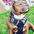Adjustable Nylon Dog Harness Soft Padded Reflective Oxford Vest Easy Control Handle No Pull Feature Personalized for Big Dogs