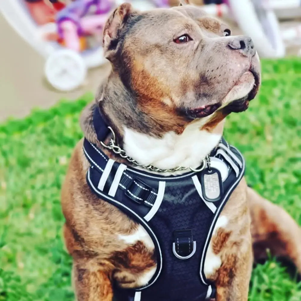Adjustable Nylon Dog Harness Soft Padded Reflective Oxford Vest Easy Control Handle No Pull Feature Personalized for Big Dogs