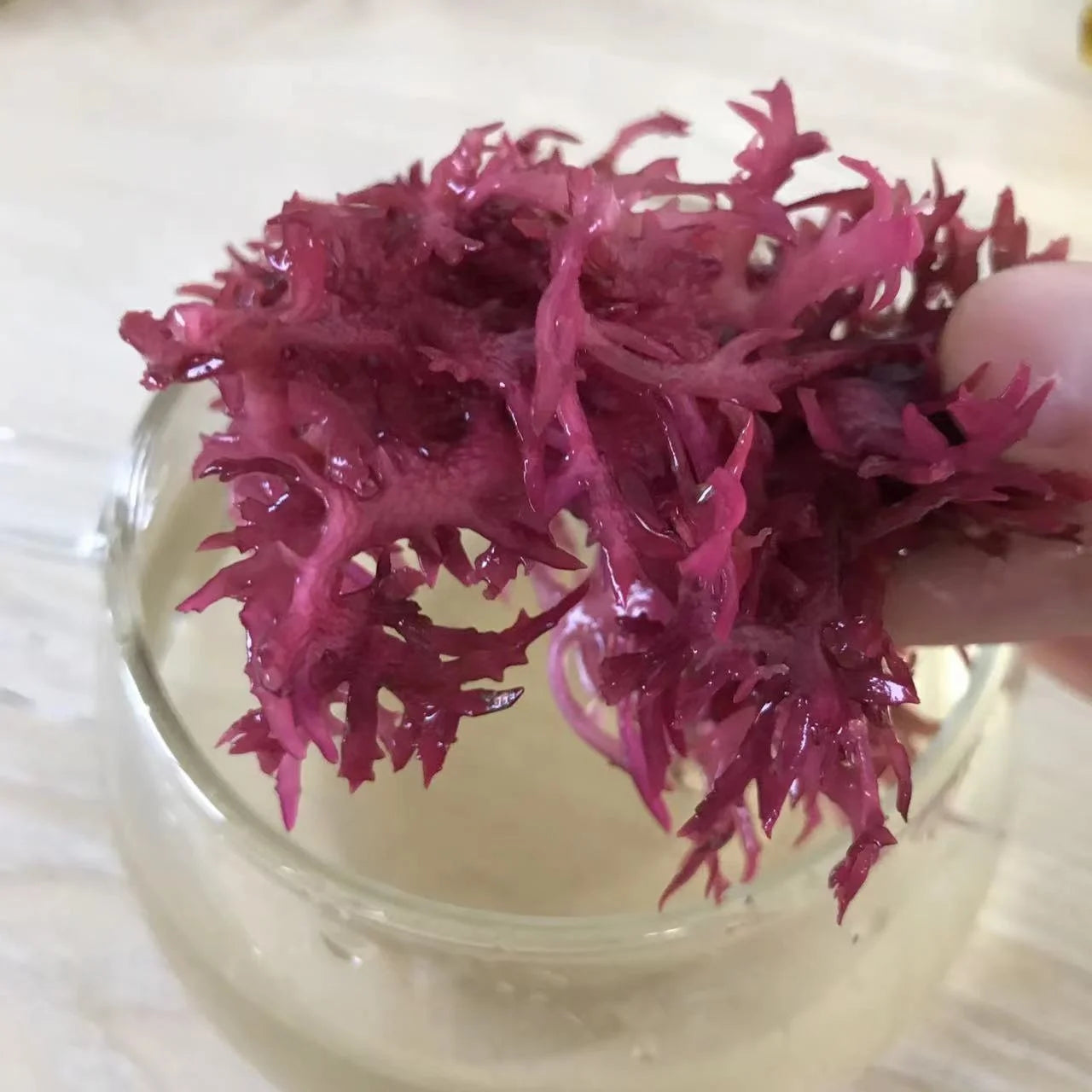 N11 Wholesale Dried New Raw Gelidium Amansii  for Food