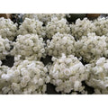 WG240032-1 Luckygoods Wedding Table Decorative White Flower Ball Artificial Flower Wedding Arrangement for Wedding Table
