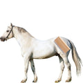 Mastering Equine Grooming: the Ultimate Guide to Horse Brushes and Care