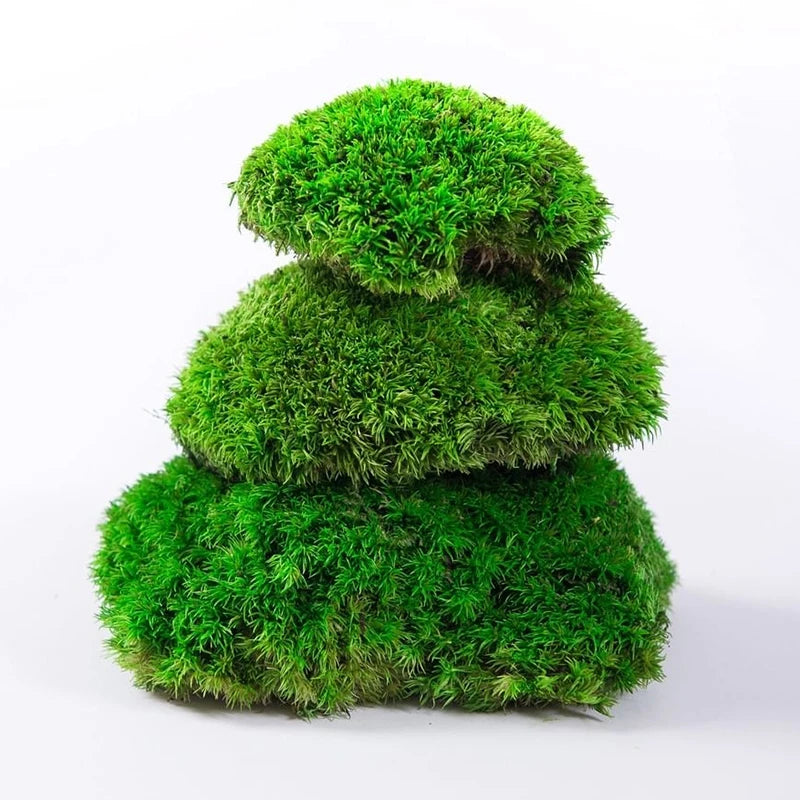 Factory Wholesale Preserved Bun Moss Dried Spanish White Hair Pole Moss for House Wall Decor
